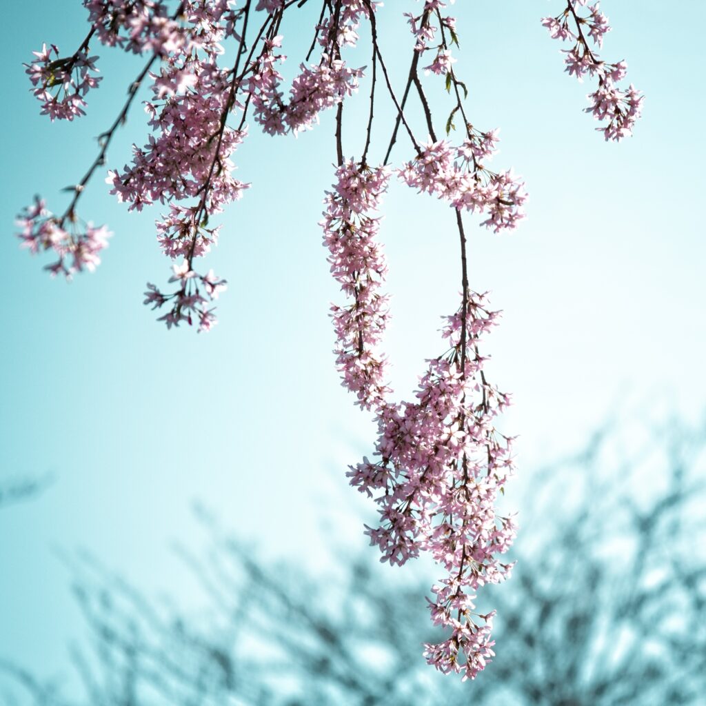 Cherry Blossoms